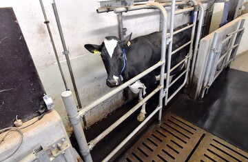 Eine Kuh l�uft im FBN auf dem Weg zum Melkstand �ber die Trittschallplatte. Die akustischen Signale werden aufgezeichnet.