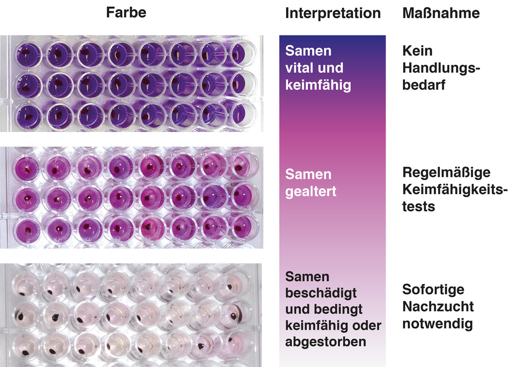 Ein neuer einfacher und zuverl�ssiger Keimf�higkeitstest erleichtert das Management von Saatgutbanken: In jeder Vertiefung wird ein Same auf Keimf�higkeit untersucht.