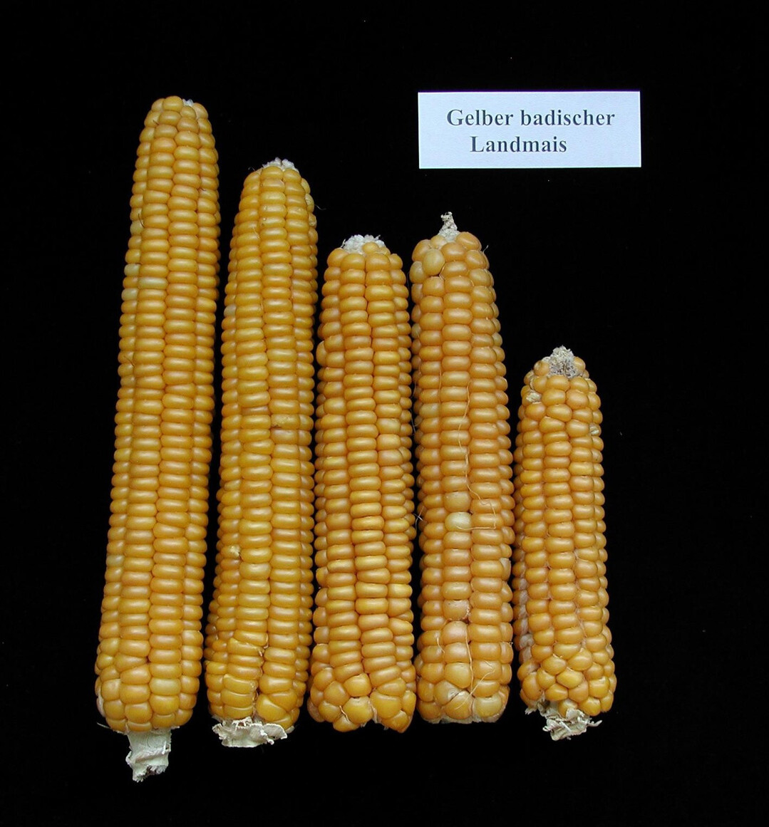 Gelber badischer Landmais