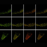 Mikroskopiebilder (FRET-Verfahren) zeigen drei Regionen einer Wurzel und jeweils die Phosphatidylsäure unter Salzstress im zeitlichen Verlauf (v.l.n.r.). Unterschiedliche Farben zeigen Veränderungen.
