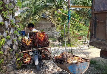 Rund die H�lfte des weltweit verwendeten Palm�ls wird von Kleinbauern produziert. Hier werden die Fr�chte zu einer Sammelstelle in Indonesien transportiert.