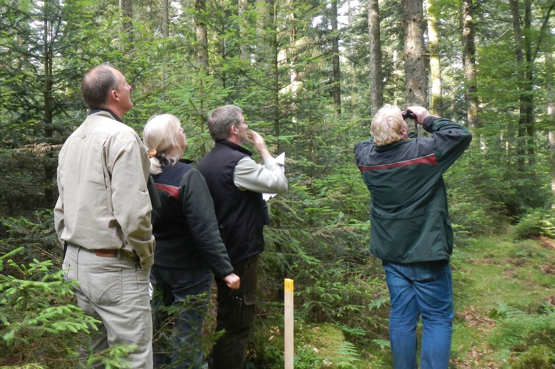 Prüfender Blick in die Kronen