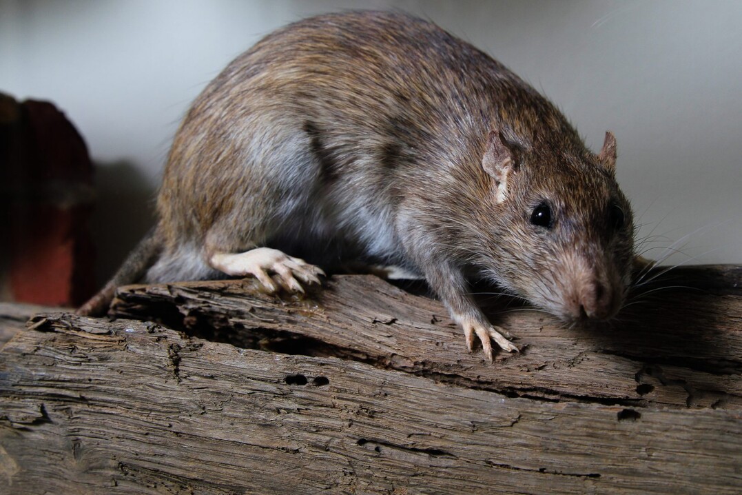   Allein die Wanderratte hat im Zeitraum 1960 bis 2020 Kosten von etwa 5,5, Milliarden Euro in Europa verursacht.