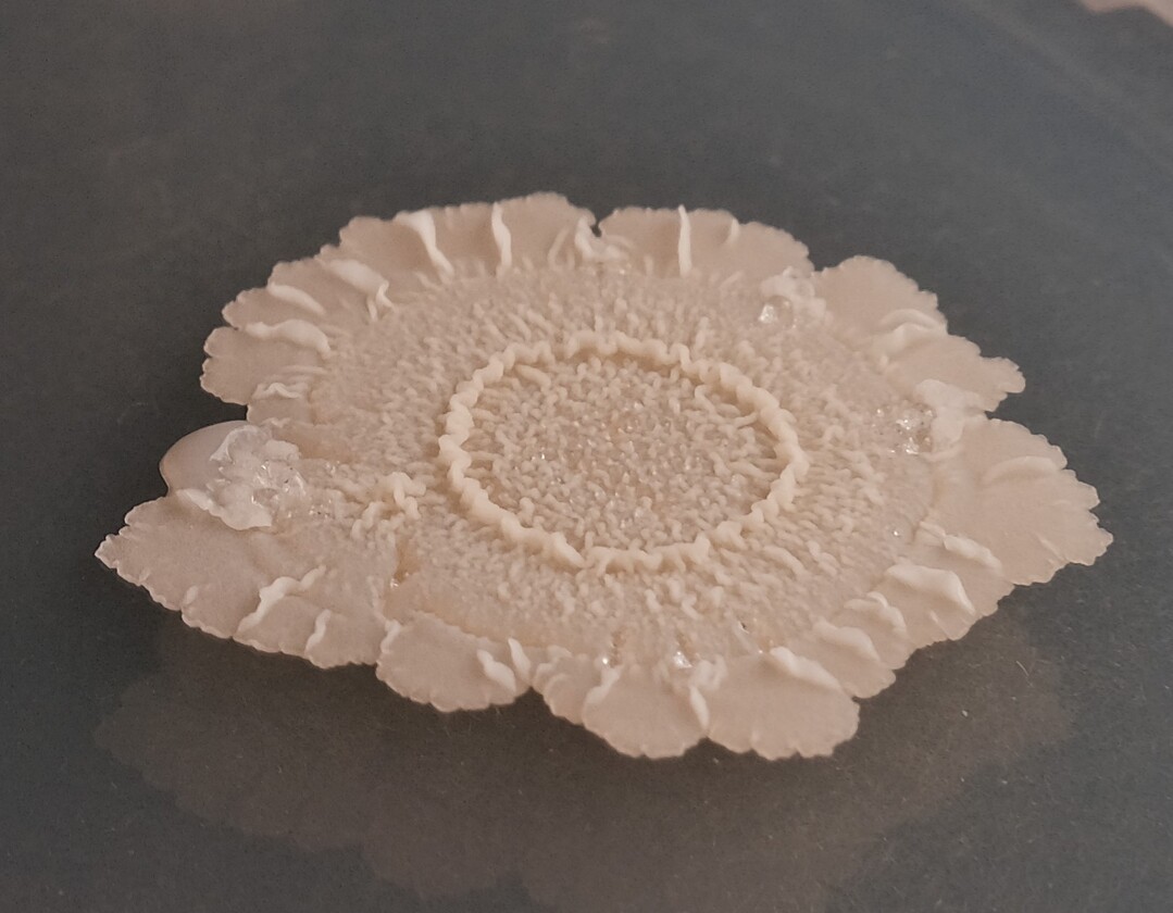 ie Mikrobe des Jahres 2023, Bacillus subtilis, bildet Biofilme mit vielfältigen Strukturen.