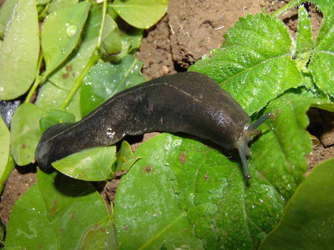 Laevicaulis alte, eine invasive Art aus dem tropischen Afrika, die 2018 in Ägypten eingeschleppt wurde.