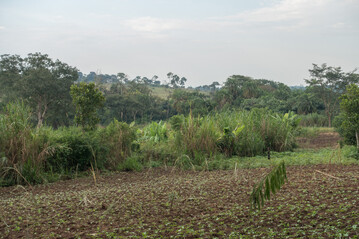Die Ausweitung landwirtschaftlicher Fl�chen ist ein Hauptgrund f�r die Entwaldung in der Projektregion im Westen Ugandas
