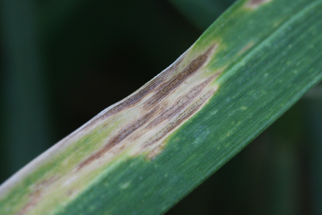 Diese Blattver�nderungen sind typisch f�r die Septoria-Blattd�rre von Getreidepflanzen. Verursacher ist der Schlauchpilz Zymoseptoria tritici
