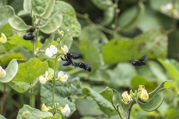 Holzbienen (Xylocopa sp.) an Lablab in Bengaluru (Indien)