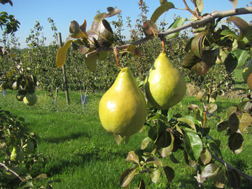 Novembra wird im Oktober geerntet. Im Kühllager ist die Birne bis März haltbar.