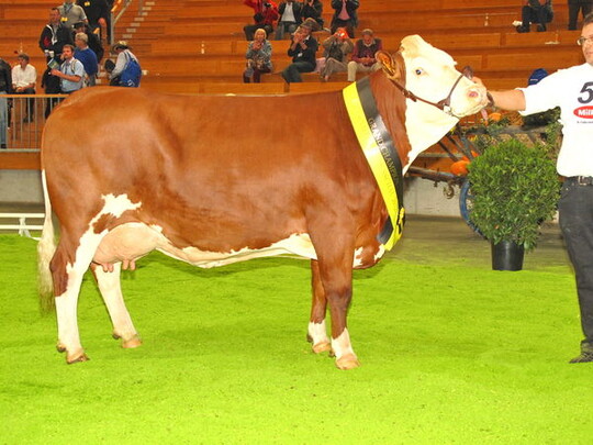 Siegerin jung: Die Vaustria-Tochter Donatella von Hans Wirth in Hermaringen sicherte sich in Ilshofen den Champion-Titel.