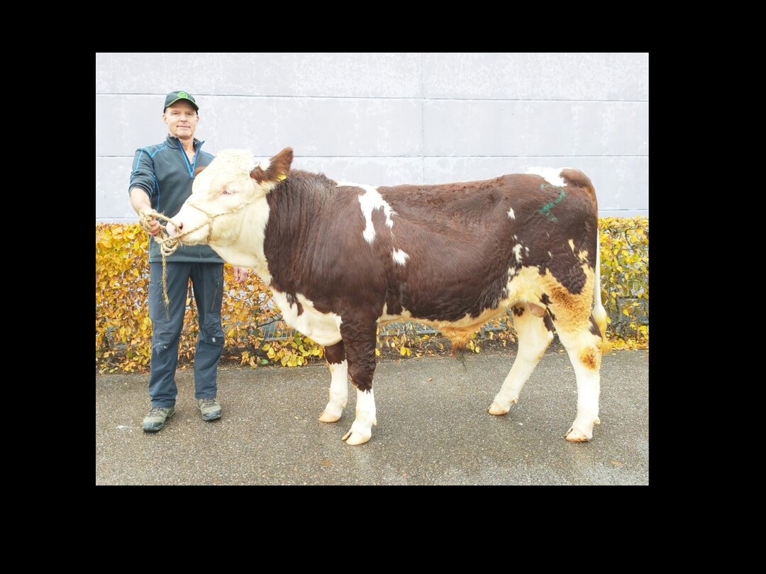 Die Nummer zwei, Olefaz, bringt gute Rinder hervor. Hier der erste Testbulle Obelix aus der Zucht von Hans-Peter Eble in Glottertal-Föhrental zu sehen.