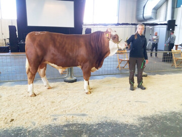 K�rsieger Fleckvieh, ein sehr gut typisierter Herznau-Sohn aus der Zucht von Fa-milie Berger aus Herbertingen-Mieterkingen. Er wechselte f�r 2.150 Euro in den Kreis Waldshut