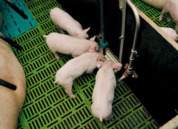 Anges�uertes Futter verspricht h�here Tierleistungen sowie ges�ndere und fittere Ferkel und Schweine. Bewiesen sind diese Vorz�ge der Futterfermentation bisher nicht. Nachgewiesen ist lediglich, dass Schweine, die mit sauerem Futter gef�ttert werden, Phosphor besser verdauen und verwerten. 