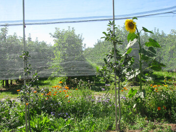 Bl�hstreifen f�rdern N�tzlinge, denn die ausges�ten Pflanzen bieten mit Pollen und Nektar eine wichtige Nahrungsquelle. 