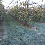 Obstanlage unter Hagelschutznetzen