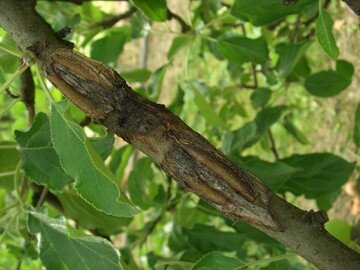 Krebssymptome am Ast eines Obstbaumes: Durch die aufgeplatzte Rinde ist die Wasser- und N�hrstoffversorgung eingeschr�nkt.