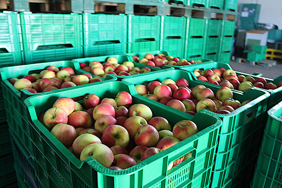 In wirtschaftliche Schwierigkeiten geratene Obstbaubetriebe sollen mit rund 340 Euro pro Hektar unterst�tzt werden, Hopfenbetriebe mit rund 370 Euro pro Hektar. Insgesamt 36 Millionen Euro stehen Deutschland aus dem dritten Hilfspaket der Europ�ischen Kommission zur Verf�gung.