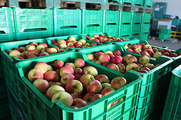 In wirtschaftliche Schwierigkeiten geratene Obstbaubetriebe sollen mit rund 340 Euro pro Hektar unterst�tzt werden, Hopfenbetriebe mit rund 370 Euro pro Hektar. Insgesamt 36 Millionen Euro stehen Deutschland aus dem dritten Hilfspaket der Europ�ischen Kommission zur Verf�gung.