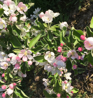 Obstgeh�lze haben zum Austrieb und zur Bl�te ihren h�chsten N-Bedarf. Die Stickstoffd�ngung sollte daher fr�h erfolgen.&nbsp;