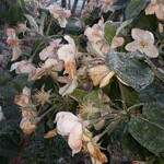 Erfrorene Obstblüten