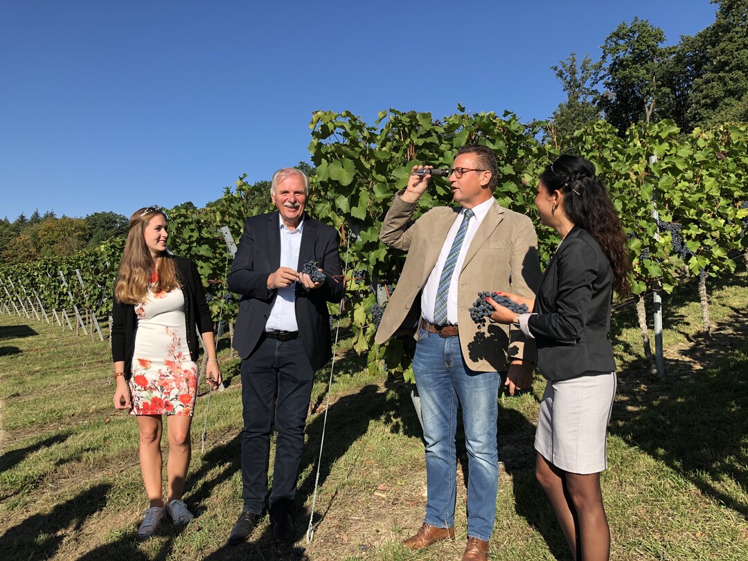 Bei der traditionellen �chslemessung im Weinberg (von links): Weinprinzessin Henrike Heinicke, Weinbaupr�sident Hermann Hohl, Landwirtschaftsminister Peter Hauk und Weinprinzessin Franziska Pfizenmayer
