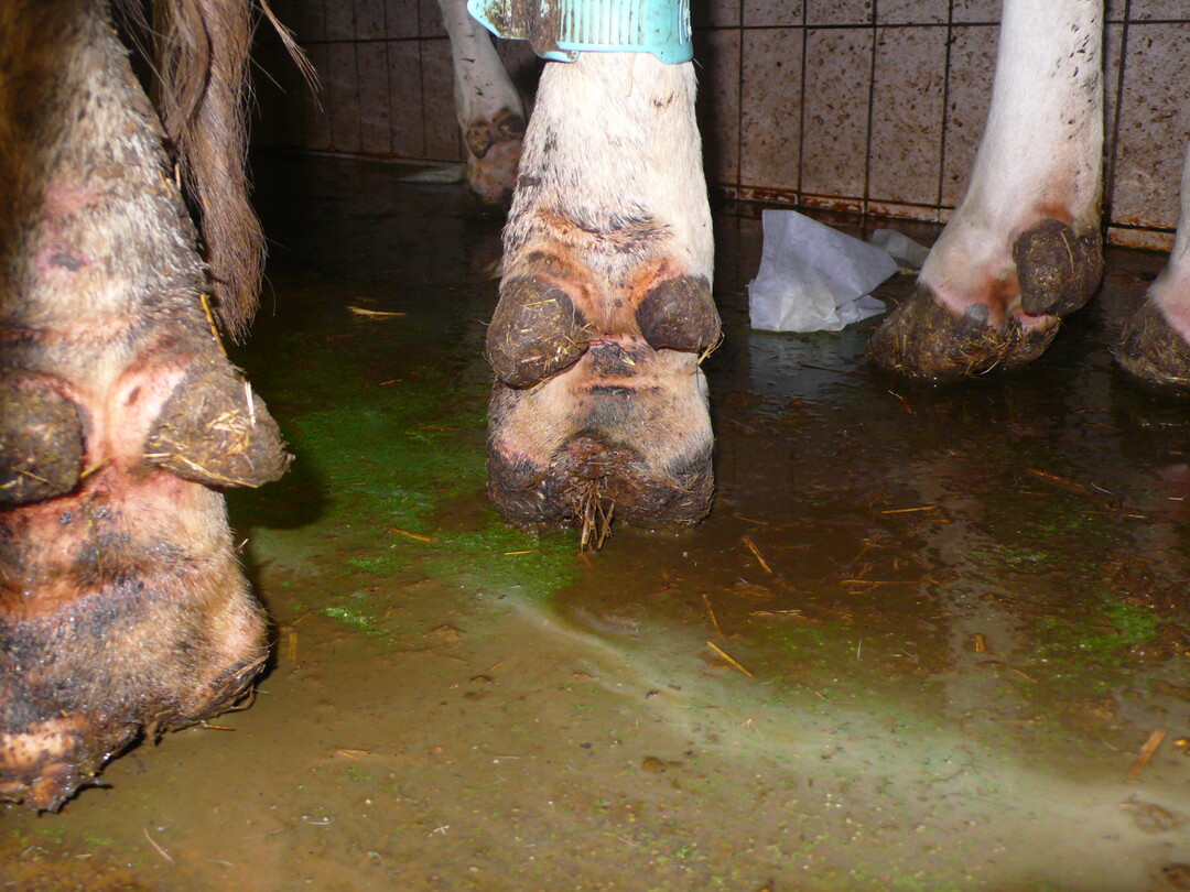 Oft fällt erst beim Melken der Nachzuchtrinder auf, dass sie bereits an Mortellaro erkrankt sind.