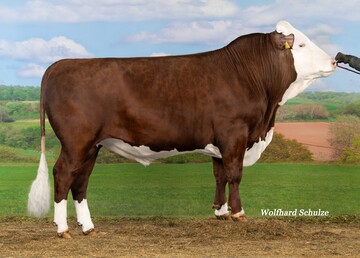 Vorderw�lder Testbulle Orlando