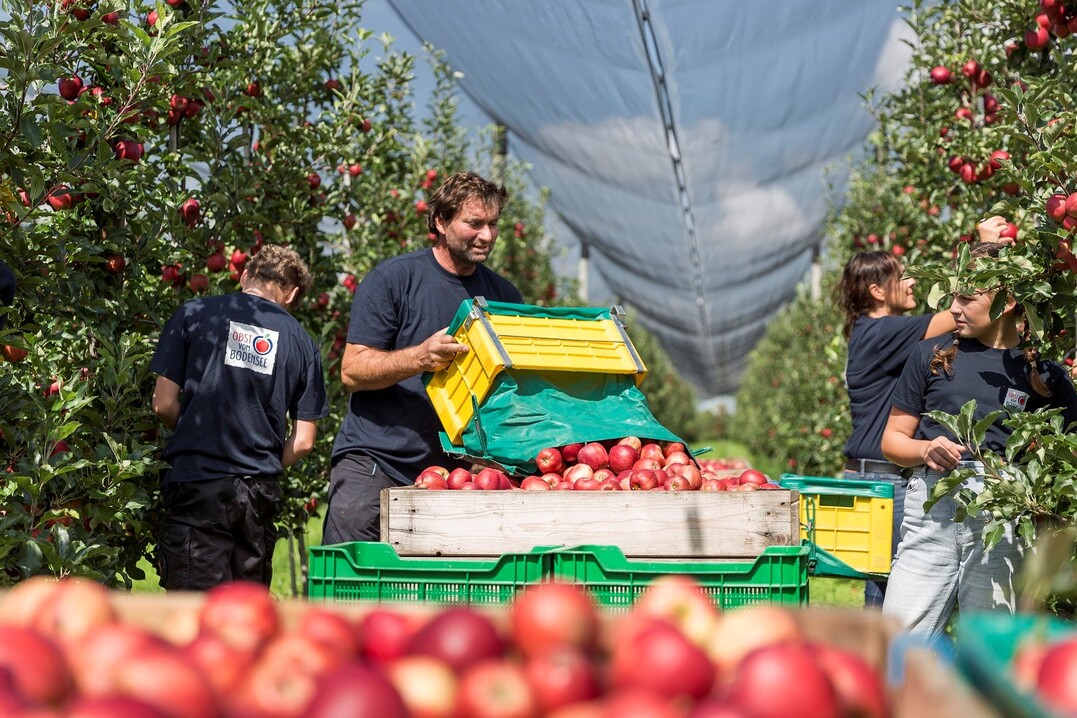 Die Apfelernte am Bodensee l�uft auf Hochtouren. Sonnige Tage und k�hle N�chte sorgen f�r eine gute Ausf�rbung.