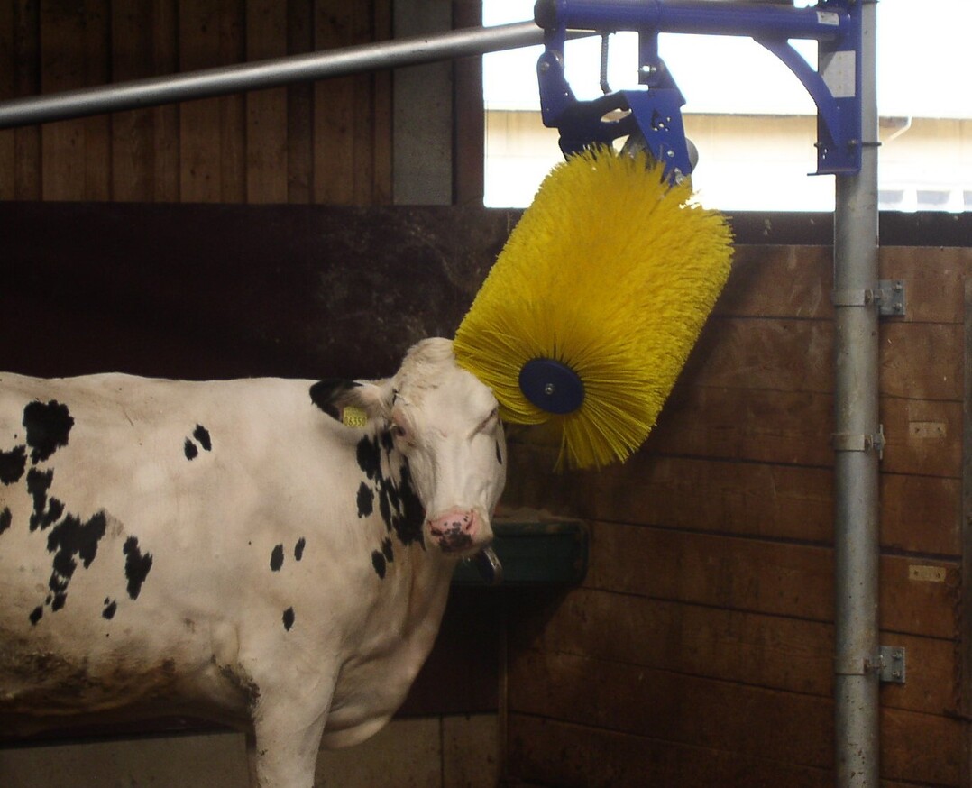 Vermeiden Sie Fehler bei der Montage Ihrer Kuhbürste, damit bei der Fellpflege alles glatt läuft!