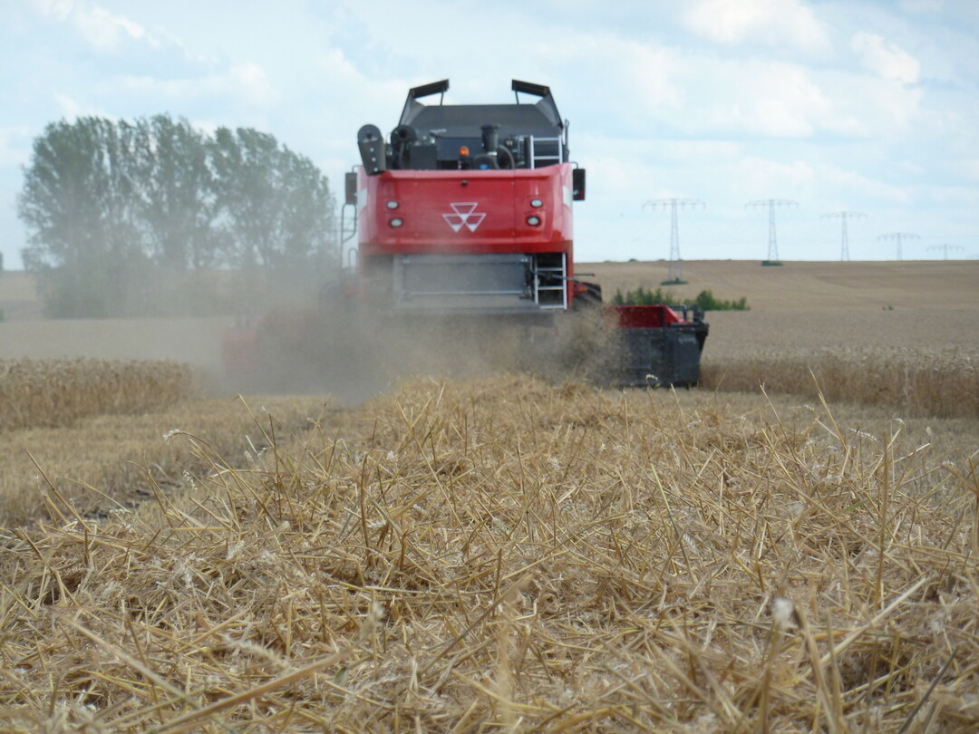 Getreideernte