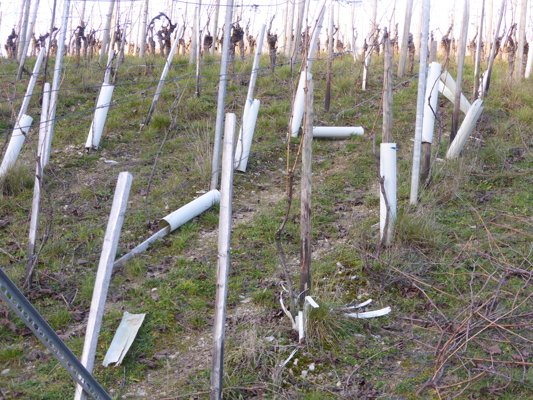 Unschöner Anblick: Kunststoffe wie beispielsweise Pflanzrohre oder auch Pheromonampullen sollten restlos aus dem Weinberg entfernt werden.