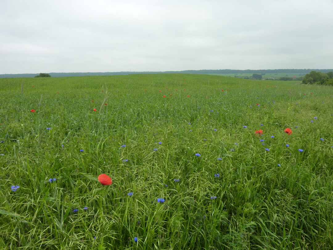 M�hen Sie Trespen am Feldrand, bevor die Samen reifen.