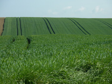 Eng zusammenstehende Pflanzen konkurrieren nicht immer. Sie k�nnen sich auch gegenseitig helfen.