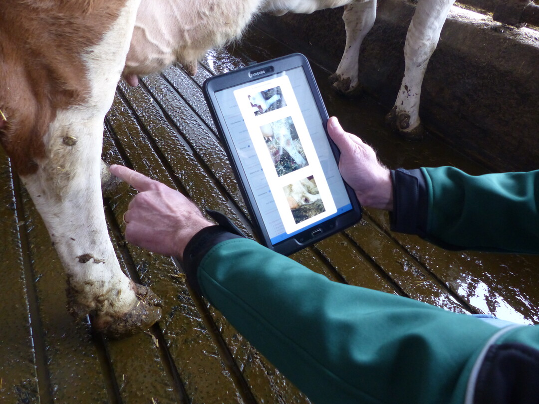 Sind die Beine der Kühe in Ordnung oder weisen sie haltungsbedingt Verletzungen auf? Bei der Ursachensuche hilft die neue, am LAZBW entwickelte App Pro-Q-BW.