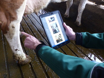 Sind die Beine der Kühe in Ordnung oder weisen sie haltungsbedingt Verletzungen auf? Bei der Ursachensuche hilft die neue, am LAZBW entwickelte App Pro-Q-BW.