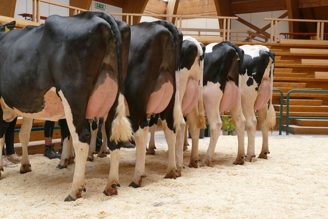 Die Töchtergruppe bestätigt die Körpervererbung von Beatbook sowie seine Hintereuterqualitäten.