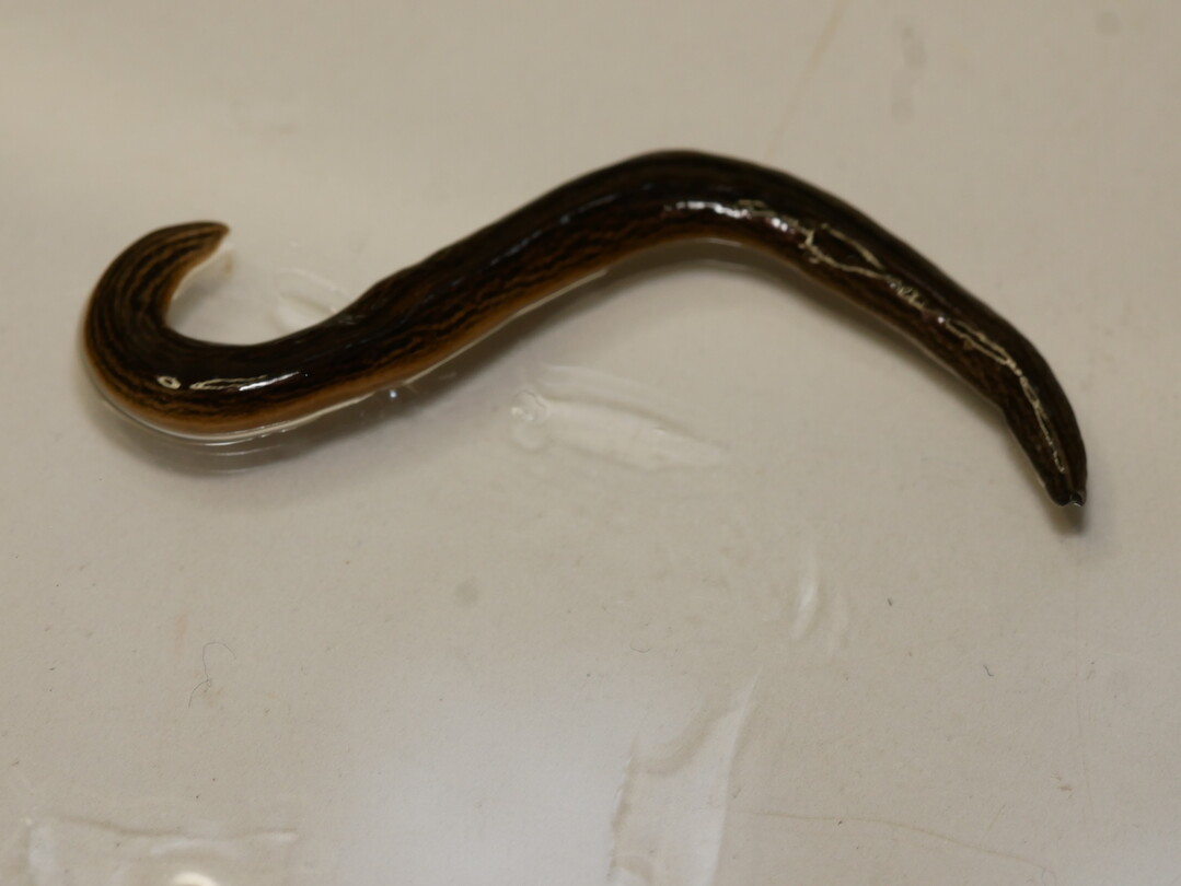 Seine Färbung variiert von hellbraun zu schwarzbraun, mit einem marmorierten Muster