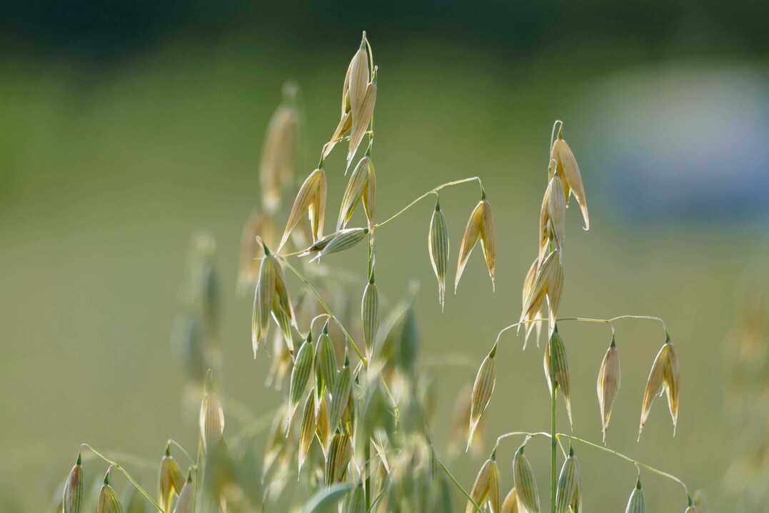 Fasern wie die aus Haferspelz werden f�r die Industrie zunehmend wertvoller. Nun gilt es, die landwirtschaftlichen Betriebe in die Wertsch�pfung einzubeziehen. Deshalb f�hrt die Universit�t Hohenheim eine Umfrage unter Landwirtinnen und Landwirten durch, die den Unterlagen f�r den Gemeinsamen Antrag 2023 beiliegt.