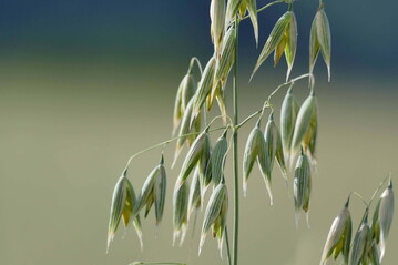 Im Fall von Hafer, welcher im Gegensatz zur Sommergerste den Boden bis 90 cm durchwurzelt, rechnen Sie f�r die dritte Schicht bitte zus�tzlich 8 kg N je ha an.