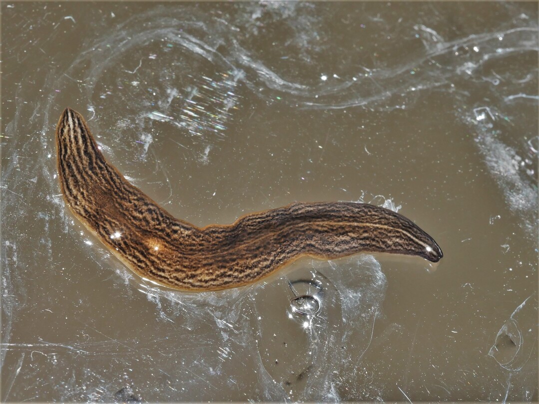 Der räuberische Plattwurm Obama nungara stammt aus Südamerika. Er tritt in Europa seit 2008 auf, unter anderem in Frankreich und Italien