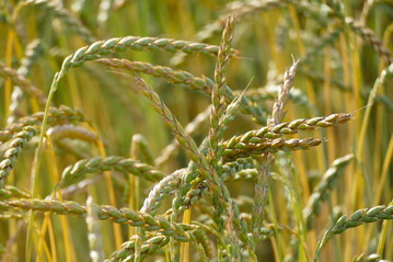 Dinkel landet in der Regel in Form von Backwaren auf dem Teller.