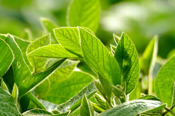 Bei Sojabohnen und Kleegras zeigte eine K-D�ngung im Langzeitversuch auf Fl�chen ohne tierische Inputs gr��ere Ertragswirkungen als eine D�ngung mit P.