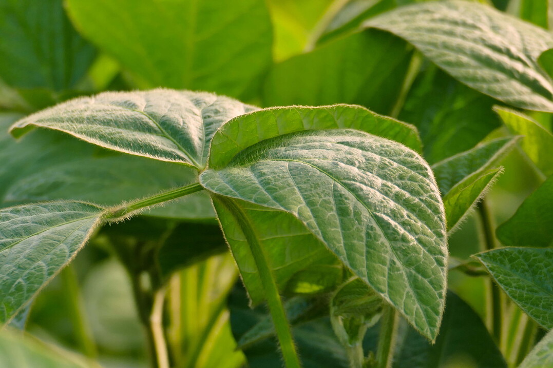 Vor allem auf die Impfung und einen guten Wasseranschluss kommt es beim Sojaanbau an, damit die Blätter später grün und saftig werden. Die Krönung ist ein frühes Anhäufeln gegen Weißen Gänsefuß, bevor sich die Keimblätter gebildet haben.