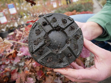 Im Herbst 2020 fand ein aufmerksamer Mitarbeiter einer Gärtnerei einige Exemplare des Plattwurms an der Unterseite eines Pflanztopfs und leitete ihn an das Diagnoselabor am LTZ Augustenberg weiter.