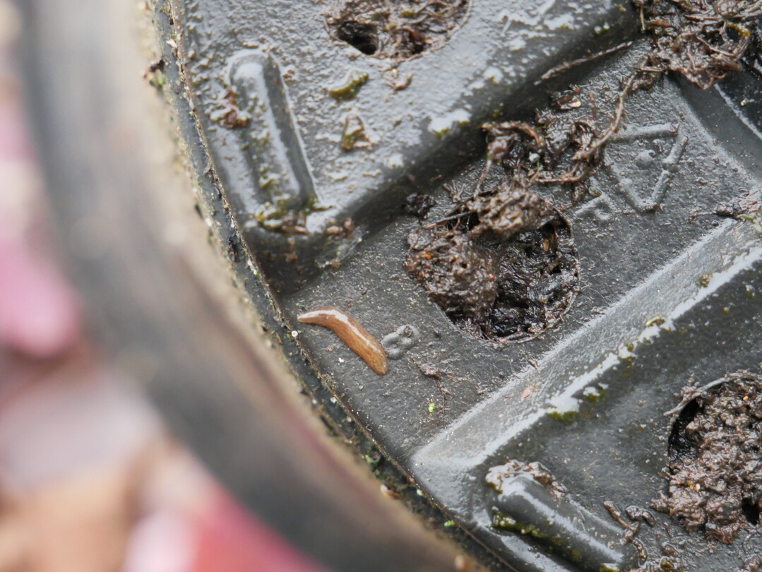 Der Obama-Wurm mag feuchte Bedingungen, wie sie bei der Anzucht von Baumschulpflanzen und anderen Pflanzen optimal gegeben sind.