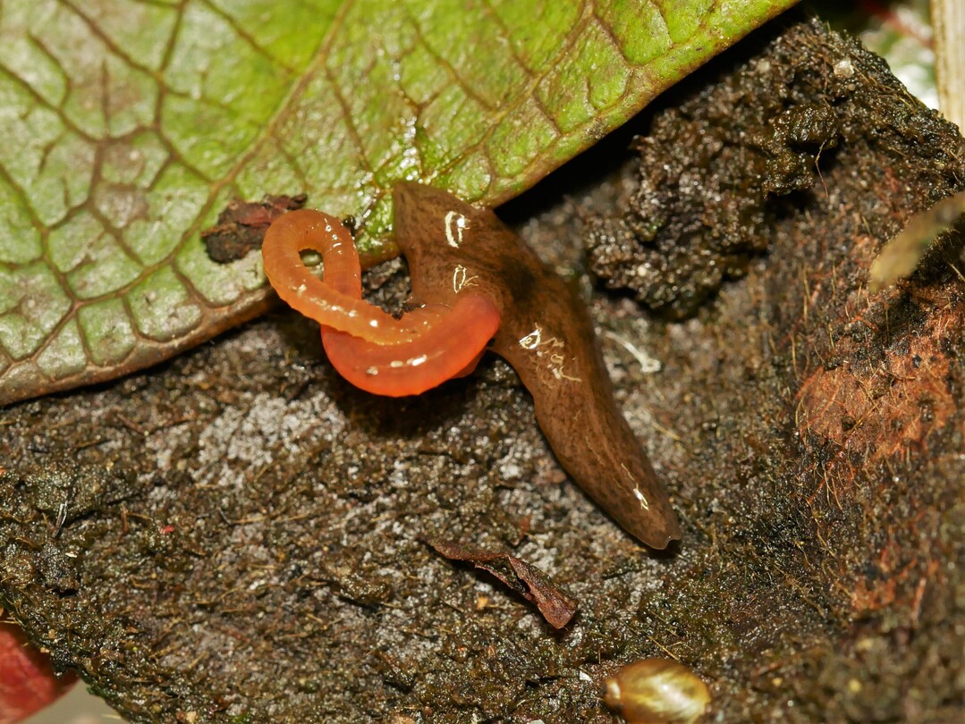 Als Olaf Zimmermann den Erstfund des Plattwurms Obama nungara zur Bestimmung auf dem Tisch hatte und mit einem Regenwurm konfrontierte, machte sich Obama sofort daran, diesen zu umklammern und mit seinem ausgestülpten Magen zu verdauen.