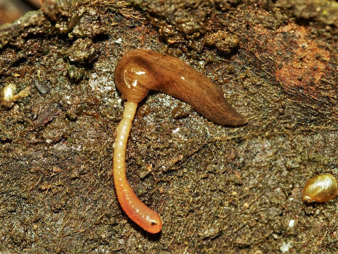 Der Angriff geschah für Würmer in großer Geschwindigkeit und sehr gezielt.