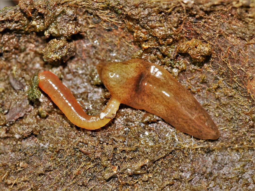 Was in Gärtnereien oder der freien Natur geschieht, können de Expert:innen im Moment noch nicht abschätzen.