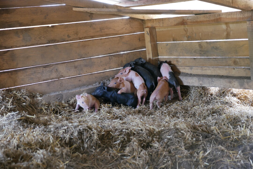 Die Wurfgr��e liegt im Mittel bei vier bis sieben Ferkeln � also deutlich weniger als bei hochgez�chteten Rassen. 
