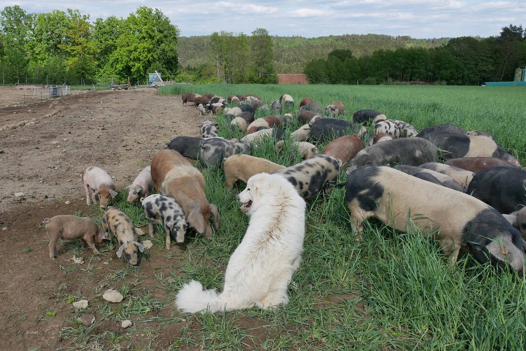 Drei Pyren�enberghunde sorgen daf�r, dass die Schweine vor ungebetenen G�sten sicher sind. 